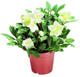 Helleborus