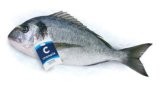 Svježa domaća orada Cromaris 1 kg