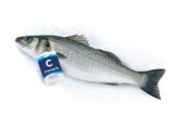 Svježi domaći brancin Cromaris 1 kg