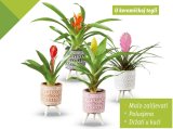 Mini bromelija