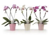 Phalaenopsis Valentinovo srce 1 kom