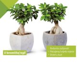 Ficus Ginseng