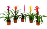 Bromelia