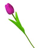 Tulipan 1 kom