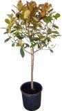 Fotinija 'Red Robin' (lat. Photinia)