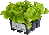Glavnata salata 'Anna' (lat. Lactuca sativa)
