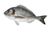 Orada 1 kg