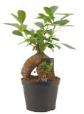 Fikus Ginseng