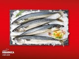 Svježa očišćena skuša