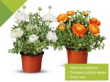 Ranunculus