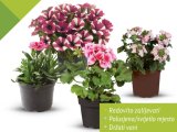 Karanfil dianthus, pelargonija peltatum, verbena ili potunia viseća