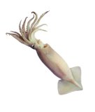 Lignjun 1 kg