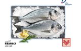 Svježa očišćena jadranska orada