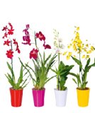 Orhideja Exotic