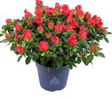 Azeleja (lat. Azalea)