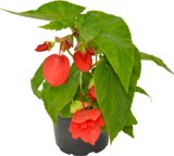 Begonija 'Zmajeva krila' (lat. Begonia x benariensis)
