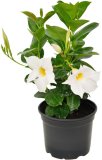Dipladenija (lat. Dipladenia sanderi)