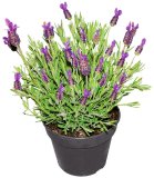 Lavanda