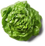 Zelena salata puterica