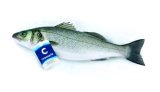 Brancin 1 kg Cromaris