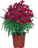 Oleander