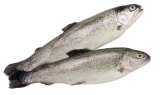 Kalifornijska pastrva 1 kg