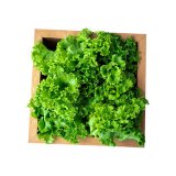 Salata kristal 1 kom