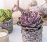 Sukulenti 'Echeveria' i 'Crassula' 1 kom.