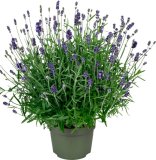 Lavanda 'Cleo - Patio" 1 kom.