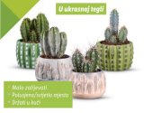 Kaktusi mix 1 kom