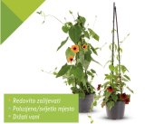 Tunbergija 1 kom