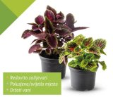 Ukrasna kopriva (Koleus)