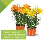 Azijski ljiljan 1 kom