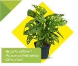 Monstera 1 kom