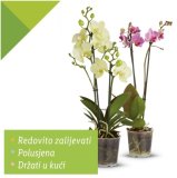 Orhideja phalaenopsis 1 kom
