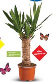 Juka (Yucca) palma