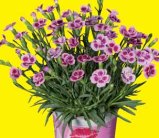 Karanfil dianthus 'Pink Kisses'