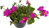 Viseći prkos (lat. Portulaca umbraticola)