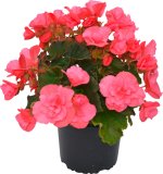 Begonija 'Solenia'