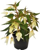 Begonija 'Boliviensis'
