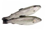 Svježa kalifornijska pastrva 1 kg