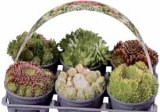 Sempervivum