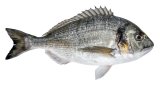 Orada 1 kg