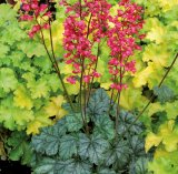 Koraljni zvončić 'Autumn Leaves' (lat. Heuchera x hybrida