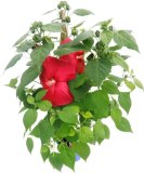 Tropski hibiskus (lat. Hibiscus rosa - sinensis)