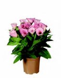 Eustoma