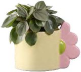 Mini zeleni mix