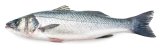 Brancin 1 kg