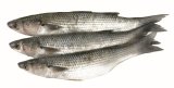 Cipal 1 kg