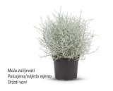Srebrni grm (Leucophyta)